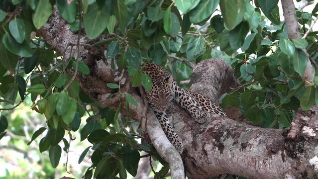 The Indian leopard (Panthera pardus fusca)