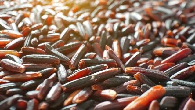 Indulge in Riceberry rice: its dark, elongated grains boast rich antioxidants and nutrients. Enjoy its uniform texture and deep, consistent hue, a feast for both palate and health.
