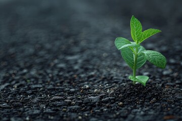 Small green sprout of a plant in the asphalt on the road. Copy space for text