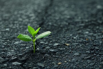 Small green sprout of a plant in the asphalt on the road. Copy space for text