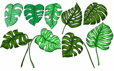 Summer monstera leaves illustration
