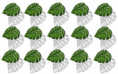Summer monstera leaves illustration

