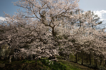 逆光に輝くエドヒガン桜