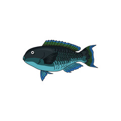 set of parrot fish isolated on white background