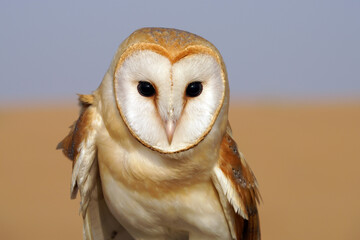Barn owl in the desert of Dubai, United Arab Emirats