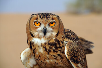 Great horned owl in Dubaï desert, United Arab Emirats
