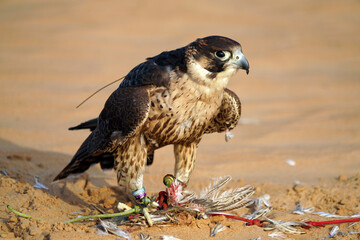Hawks in Dubaï desert, United Arab Emirats