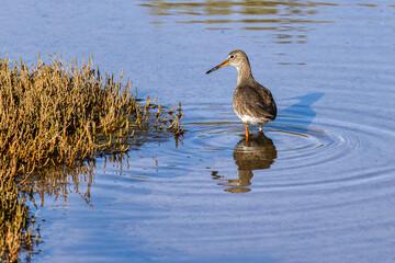 Spotted Redshank, Tringa erythropus looking for food in a beach at Quinta do Lago, Ria Formosa in...