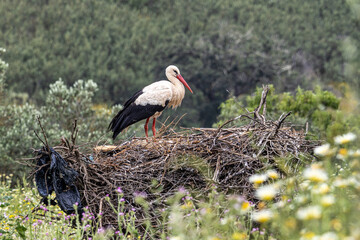 White Storks, Ciconia ciconia in the valley of the storks at Rasmalho, Portimao, Algarve, Portugal