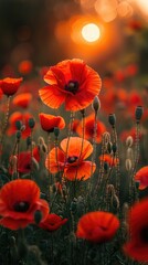 Obraz premium Red poppy flower at sunset in park or garden for independence day concept