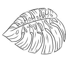Summer monstera leaves illustration  © Dyahfitrianas 