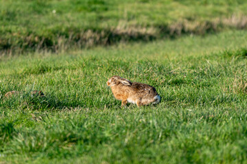 Lièvre d'Europe, Lièvre brun, Lepus europaeus