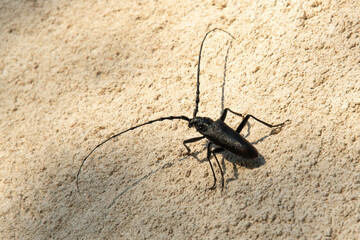 Capricorne du chêne, Grand capricorne, Capricorne ouvrier , Cerambyx cerdo