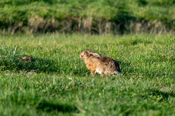 Lièvre d'Europe, Lièvre brun, Lepus europaeus