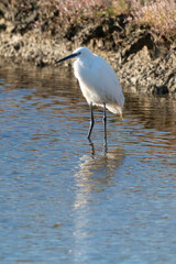 Aigrette garzette, .Egretta garzetta, Little Egret,