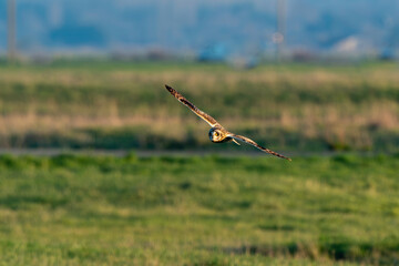Hibou des marais, Hibou brachyote, Asio flammeus, Short eared Owl, region Pays de Loire; marais Breton; 85, Vend&eacute;e, Loire Atlantique, France