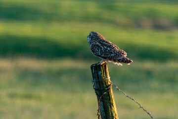 Hibou des marais, Hibou brachyote, Asio flammeus, Short eared Owl, region Pays de Loire; marais Breton; 85, Vendée, Loire Atlantique, France