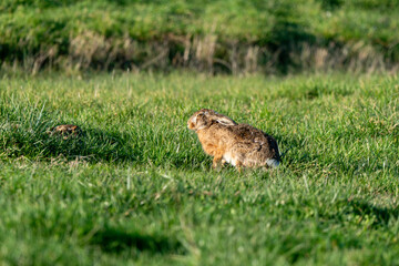 Lièvre d'Europe, Lièvre brun, Lepus europaeus