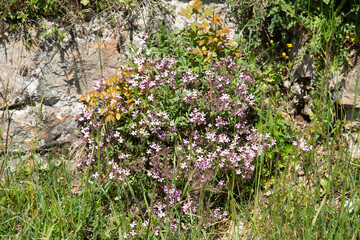 Gypsophila muralis, Gypsophile de murs,