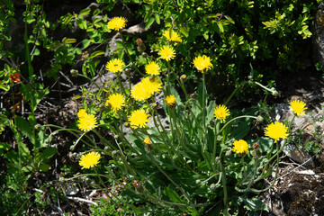 Tragopogon pratensis, Barbe de bouc, Salsifis des prés, Tragopogon pratensis,, Barbe de bouc,...