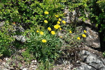 Tragopogon pratensis, Barbe de bouc, Salsifis des prés, Tragopogon pratensis,, Barbe de bouc, Salsifis des prés, Tragopogon pratensis,