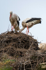 Cigogne blanche, nid,.Ciconia ciconia, White Stork, Chateau de la Rivière, Parc Naturel Régional des Marais du Cotentin et du Bessin, Manche, 50