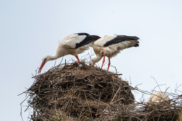 Cigogne blanche, nid,.Ciconia ciconia, White Stork, Chateau de la Rivière, Parc Naturel Régional des Marais du Cotentin et du Bessin, Manche, 50