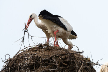 Cigogne blanche, nid,.Ciconia ciconia, White Stork, Chateau de la Rivière, Parc Naturel Régional des Marais du Cotentin et du Bessin, Manche, 50