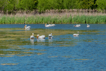 American White Pelicans Feeding On A Small Pond In Wisconsin In Spring