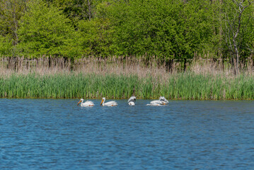 American White Pelicans Feeding On A Small Pond In Wisconsin In Spring