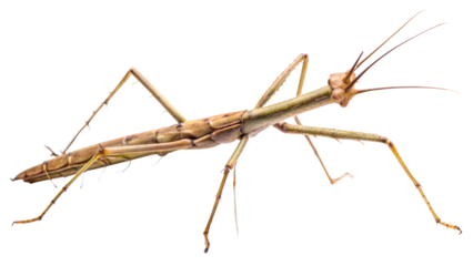 Stick Insect: A detailed image of a stick insect, showcasing its camouflaged, elongated body that resembles a twig or stick, and its long, slender legs, isolated on white background