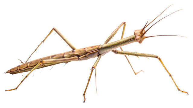 Stick Insect: A detailed image of a stick insect, showcasing its camouflaged, elongated body that resembles a twig or stick, and its long, slender legs, isolated on white background - Powered by Adobe