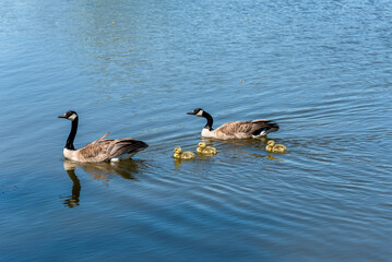 Canada Geese And Goslings On A Small Pond In Wisconsin In Spring