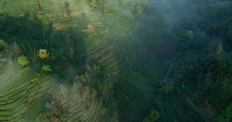 Aerial view of tea farm landscape in China