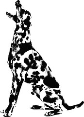 Fototapeta premium Black and white illustration sketch of a Dalmatian dog hand drawing vector isolated on white background.