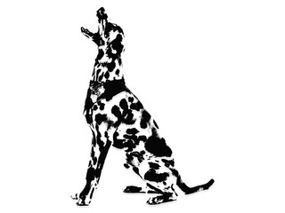 Black and white illustration sketch of a Dalmatian dog hand drawing vector isolated on white background.