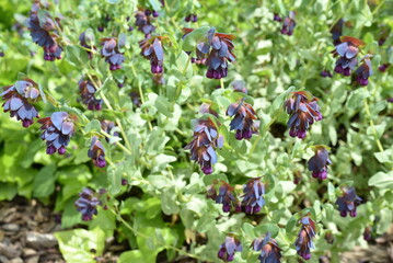  Cerinthe major purpurascens au jardin au printemps