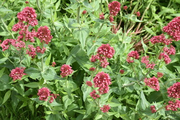 Fototapeta premium Valeriana officinalis au printemps