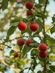 The contrasting colors of red cherrie plums and green leaves create an eye-catching visual; can be used in marketing materials to signify freshness and natural growth.