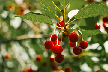 A cluster of glossy cherries set against a serene backdrop. Perfect for environmental and gardening contexts.