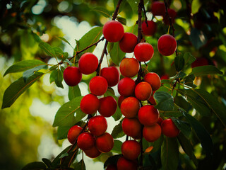 Image capturing the natural beauty of cherry plums ready for harvest. Perfect for agricultural and farming-themed visuals.