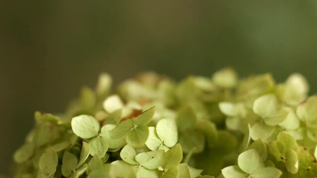 Close-up of spinning green hydrangea on the green background. Aesthetic video, artistic scene.