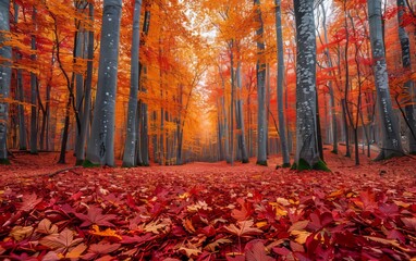 Fototapeta premium Vibrant autumn forest with orange and red foliage covering the ground, the colorful trees create a picturesque and serene landscape.