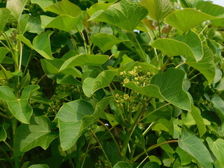 Jatropha curcas flowers are planted to be used as natural herbal medicines.