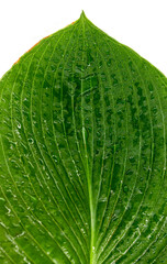 Green hosta leaf with dew drops close up on white background, top view