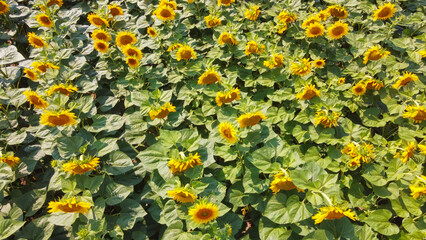 Sunflower flowers in the field, top view.