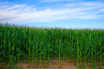 A field full of tall, healthy corn plants.