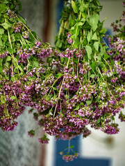 Freshly harvested herbs with blooming purple flowers hang upside down, ready for the drying process in a natural setting.