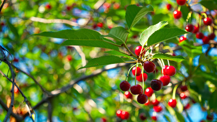 Close-up view of a cherry tree, highlighting glossy red cherries amidst green foliage, symbolizing...