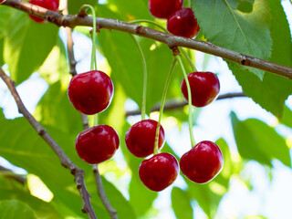 Vibrant image showcasing the natural beauty and color contrast between ripe cherries and green leaves.